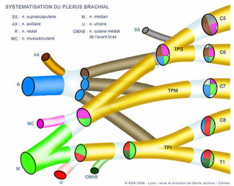 plexus brachial, chirurgie